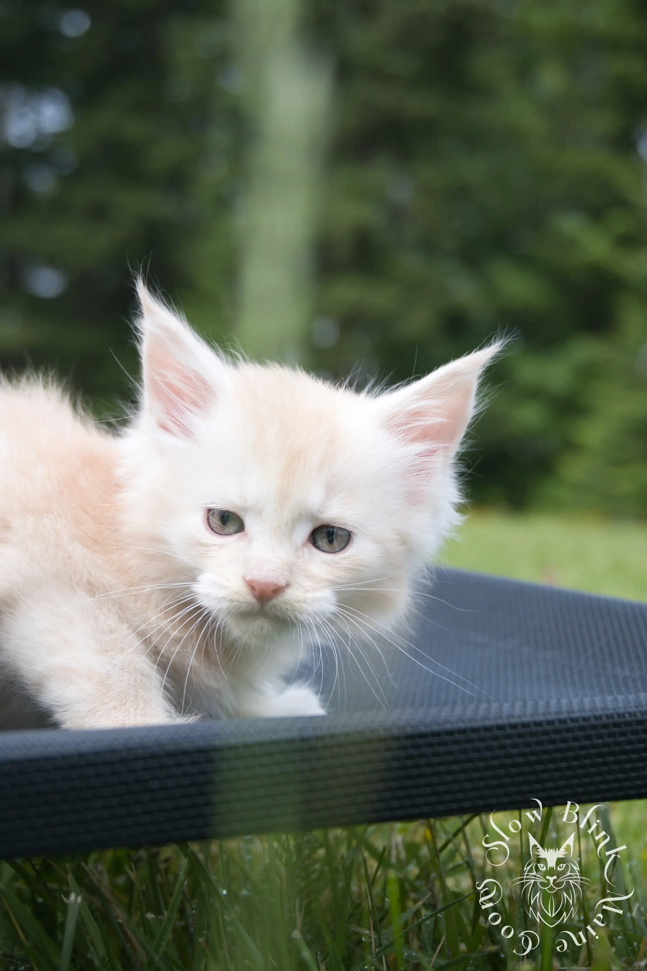 Cream Maine Coon Kittens > silver cream maine coon kitten | slowblinkmainecoons | ems code e es es 21 25 4