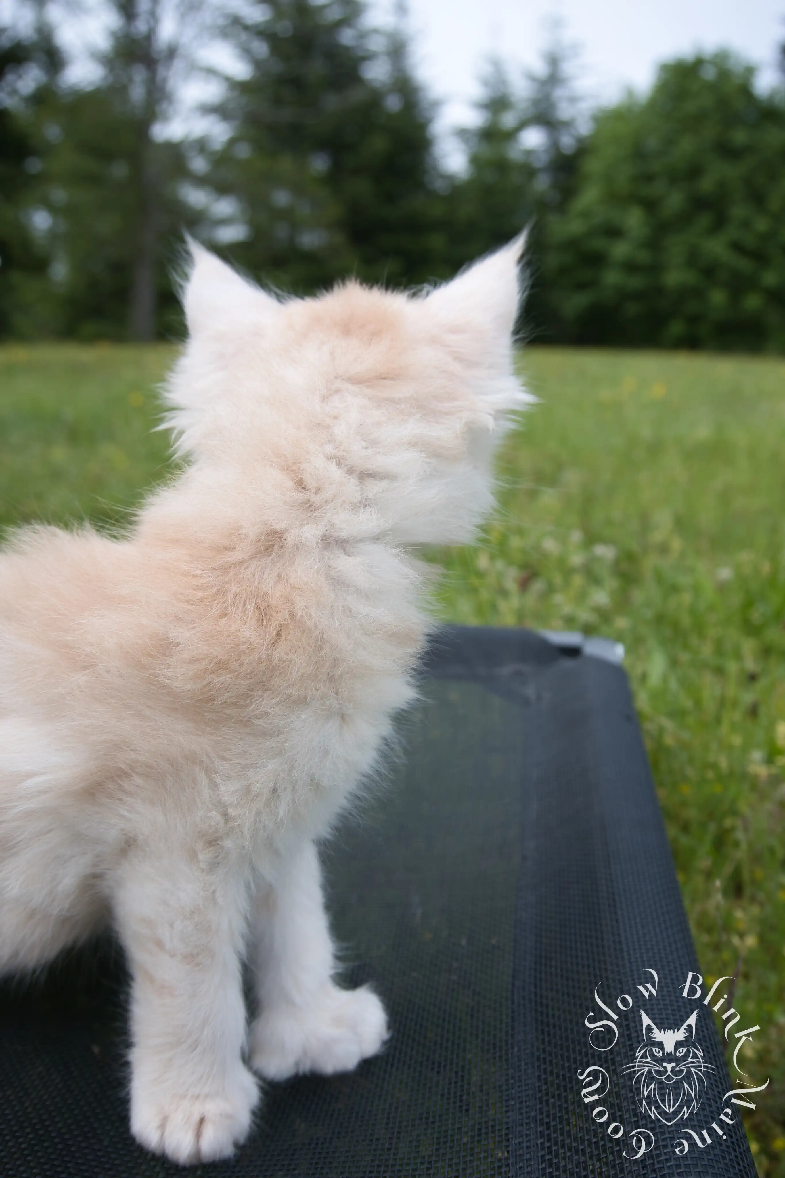 Cream Maine Coon Kittens > silver cream maine coon kitten | slowblinkmainecoons | ems code e es es 21 25 9