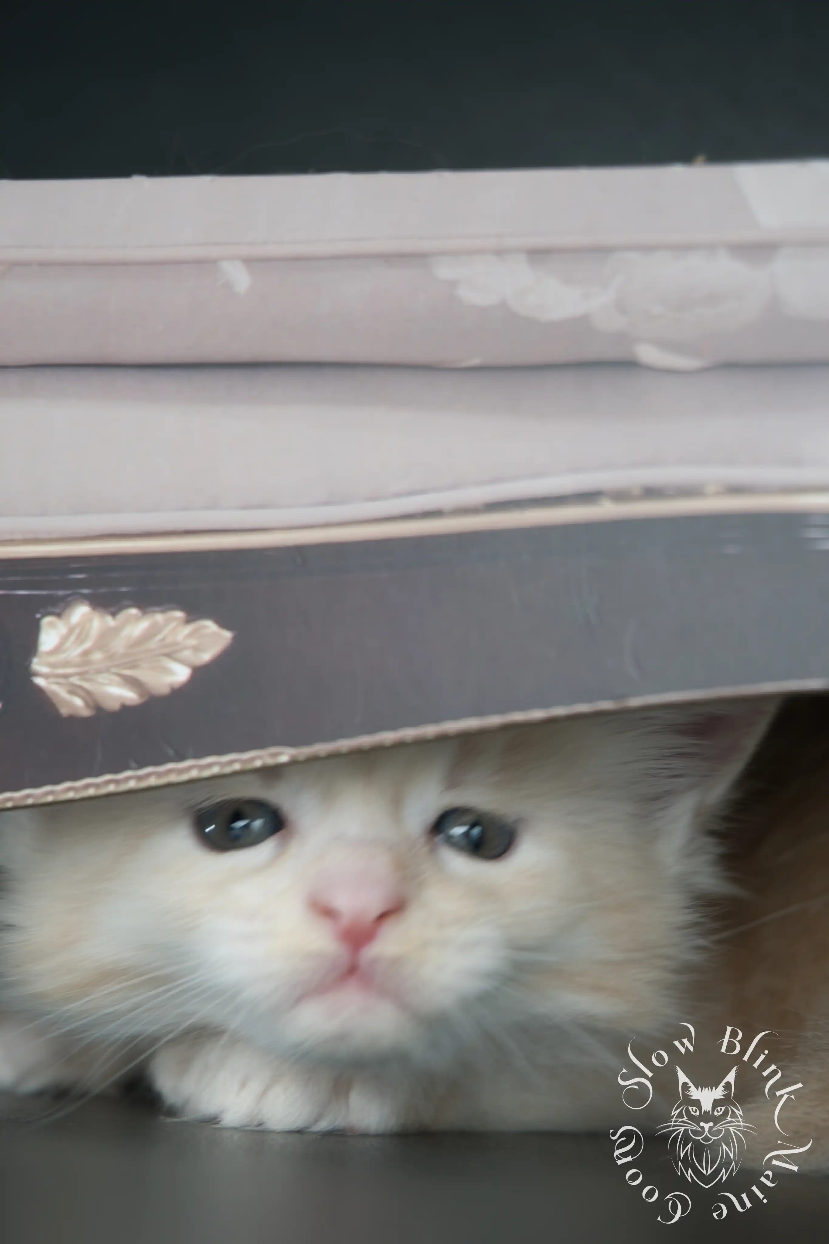 Cream Maine Coon Kittens > silver cream maine coon kitten | slowblinkmainecoons | ems code e es es 21 25