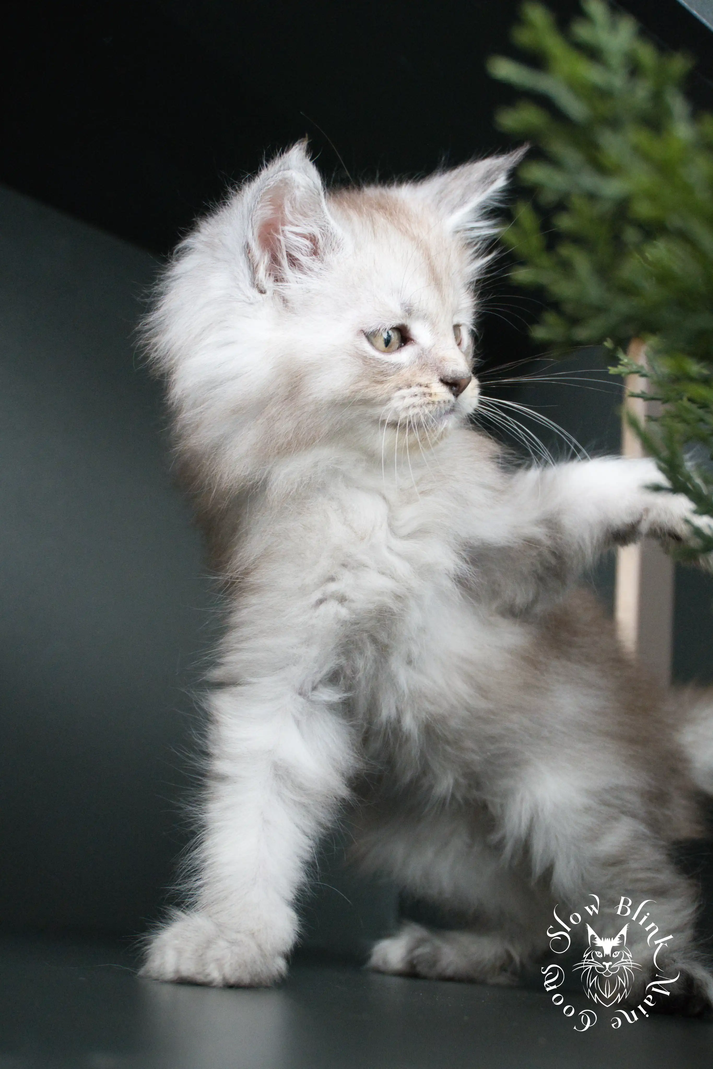 High Silver Maine Coon Kittens > black silver tabby maine coon kitten | ems code ns 22 23 24 25 | slowblinkmainecoons | 01
