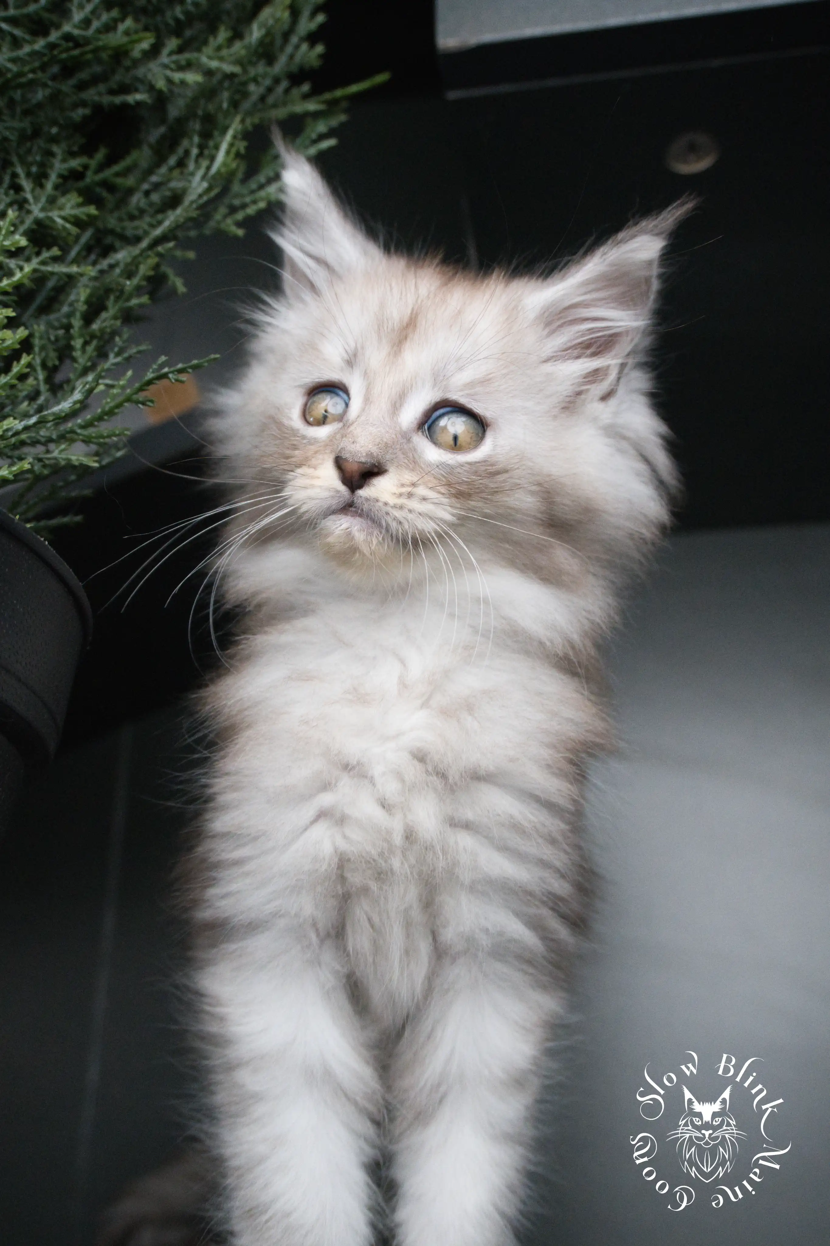 High Silver Maine Coon Kittens > black silver tabby maine coon kitten | ems code ns 22 23 24 25 | slowblinkmainecoons | 02