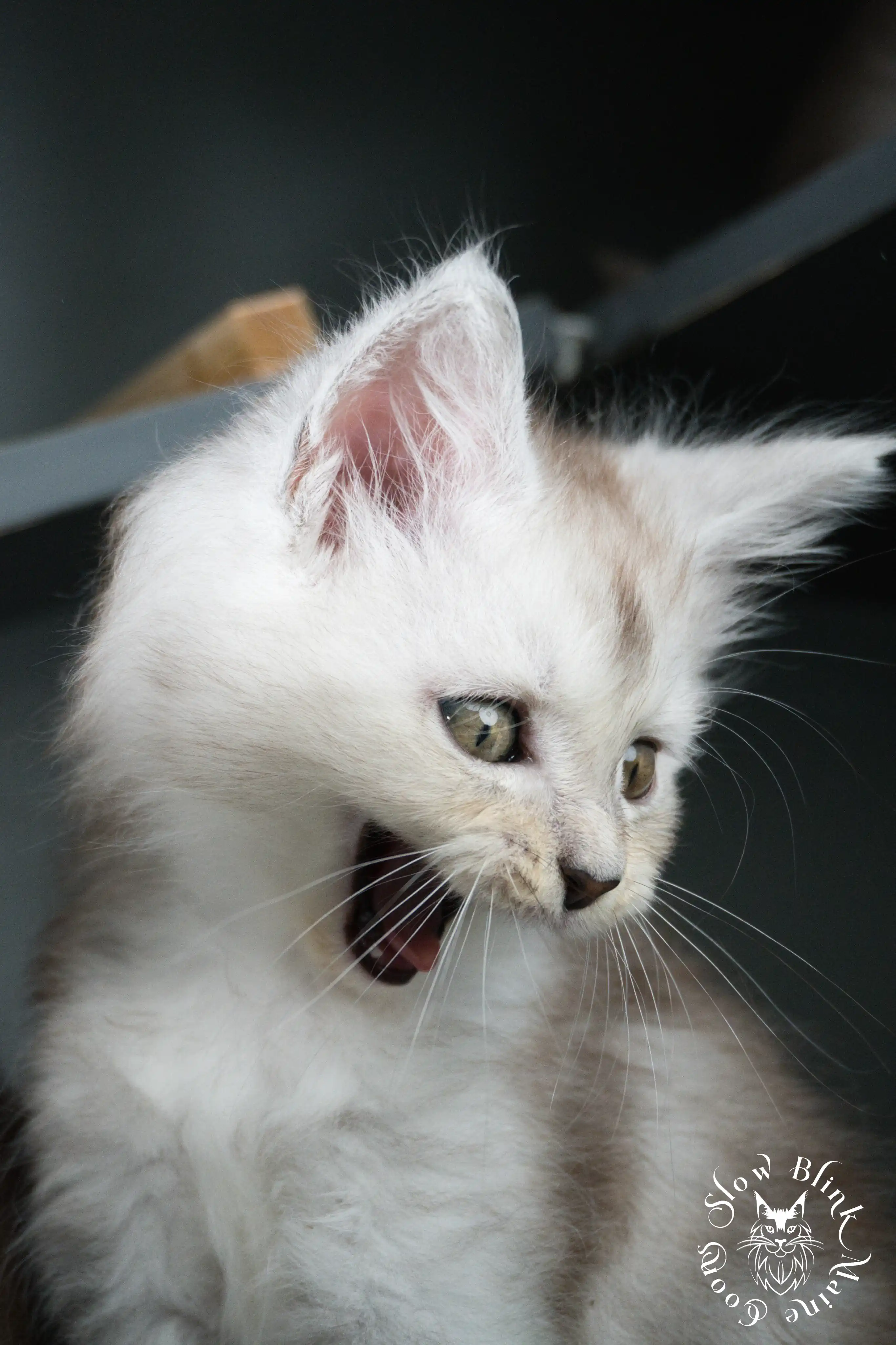 High Silver Maine Coon Kittens > black silver tabby maine coon kitten | ems code ns 22 23 24 25 | slowblinkmainecoons | 03