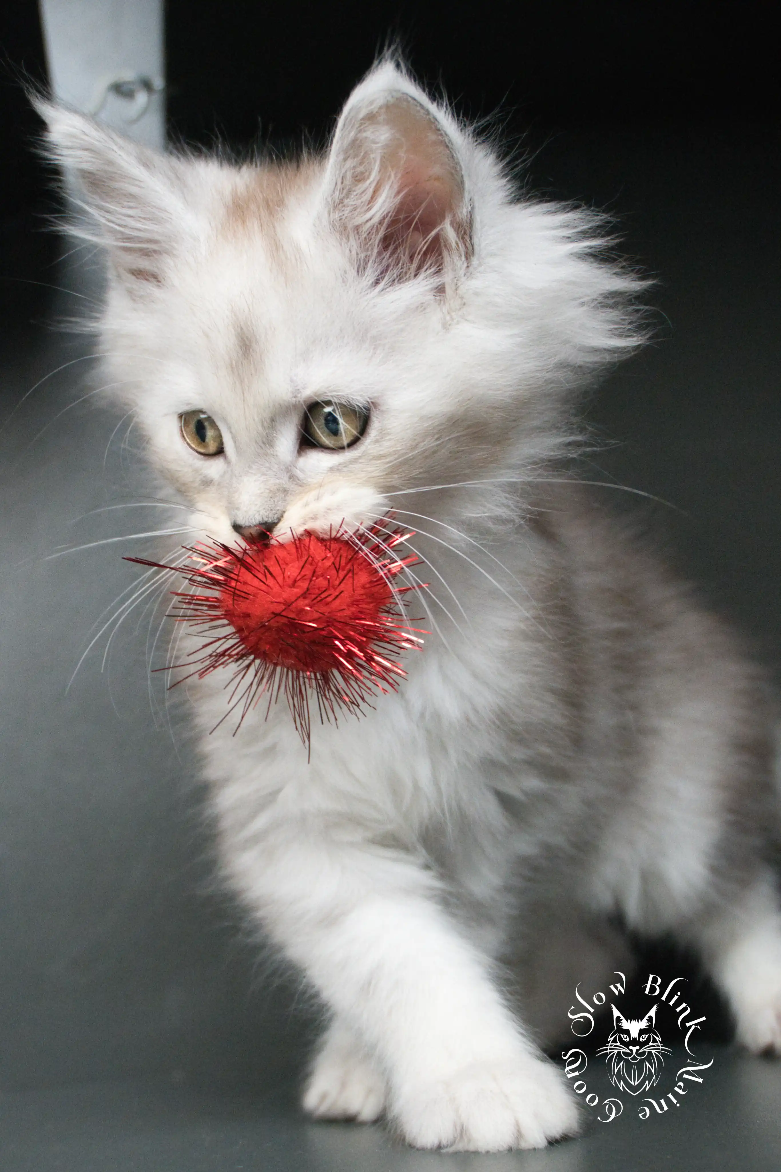 High Silver Maine Coon Kittens > black silver tabby maine coon kitten | ems code ns 22 23 24 25 | slowblinkmainecoons | 04 jn9msn