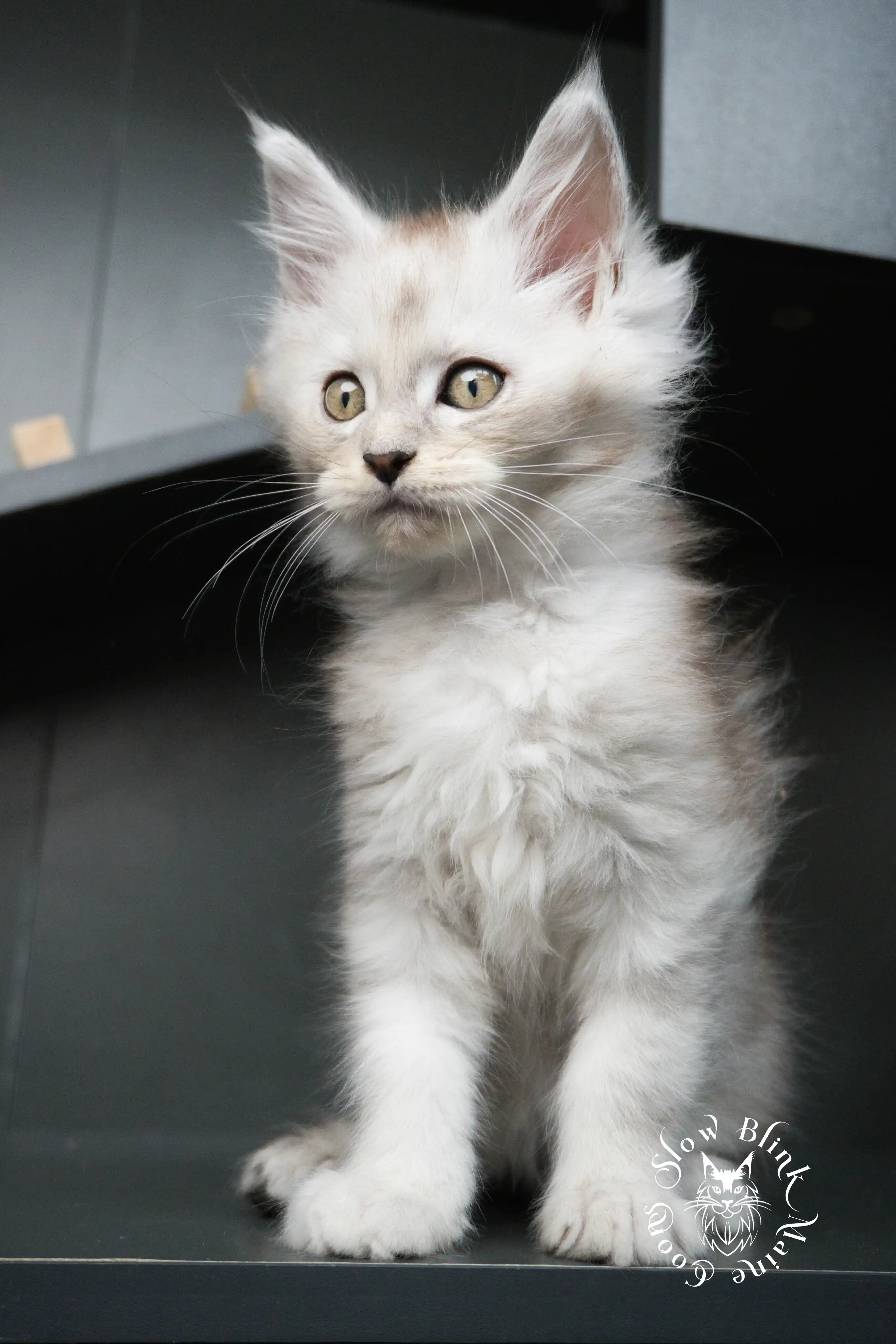 High Silver Maine Coon Kittens > black silver tabby maine coon kitten | ems code ns 22 23 24 25 | slowblinkmainecoons | 05