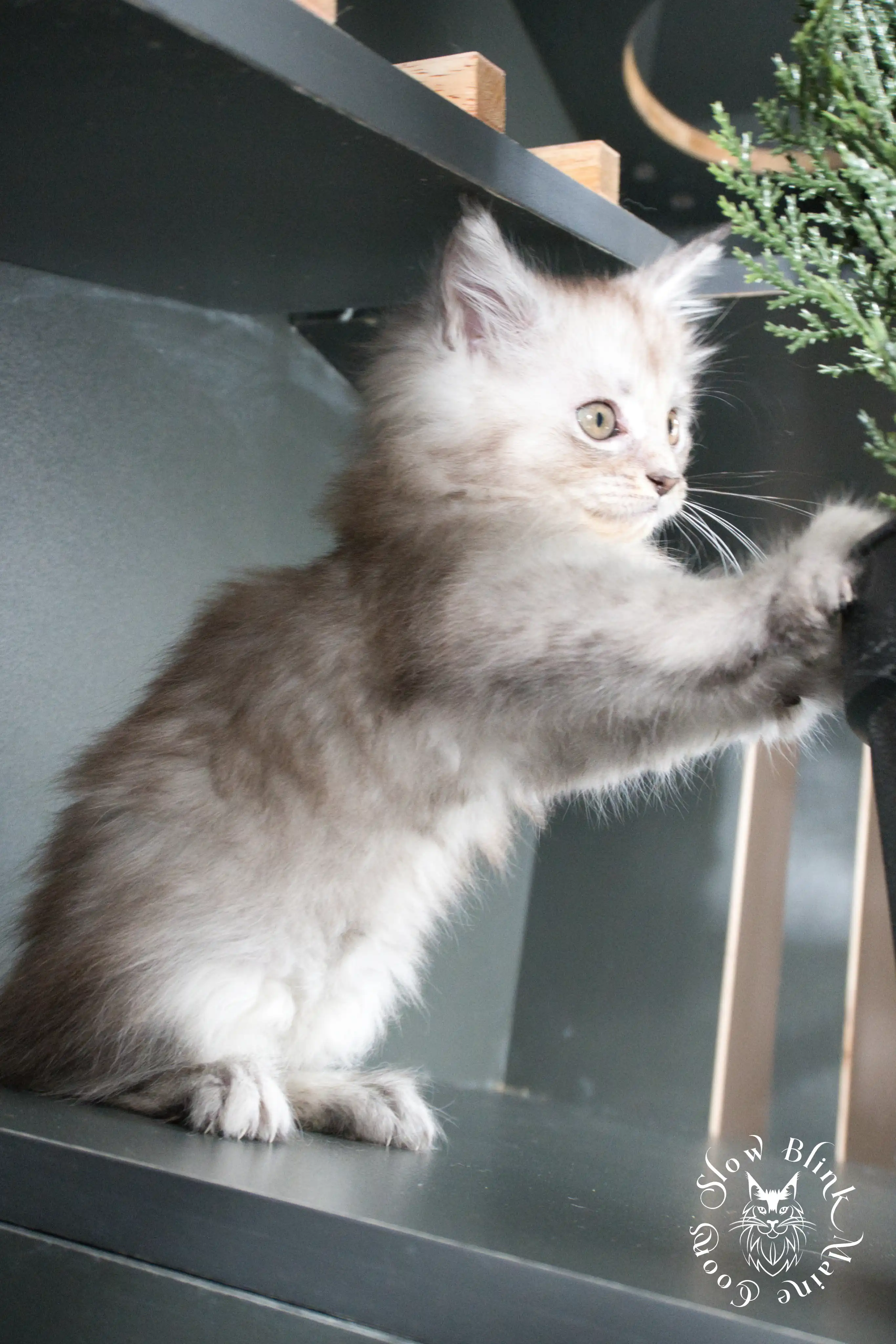 High Silver Maine Coon Kittens > black silver tabby maine coon kitten | ems code ns 22 23 24 25 | slowblinkmainecoons | 381