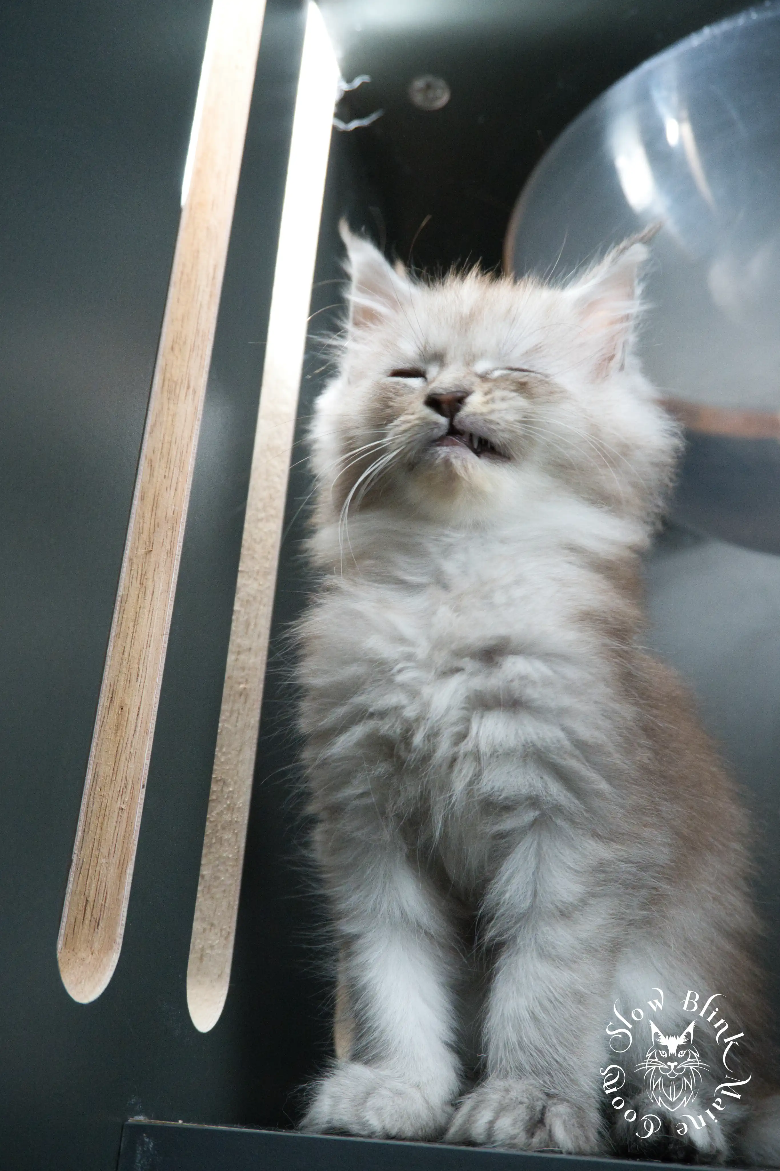 High Silver Maine Coon Kittens > black silver tabby maine coon kitten | ems code ns 22 23 24 25 | slowblinkmainecoons | 385