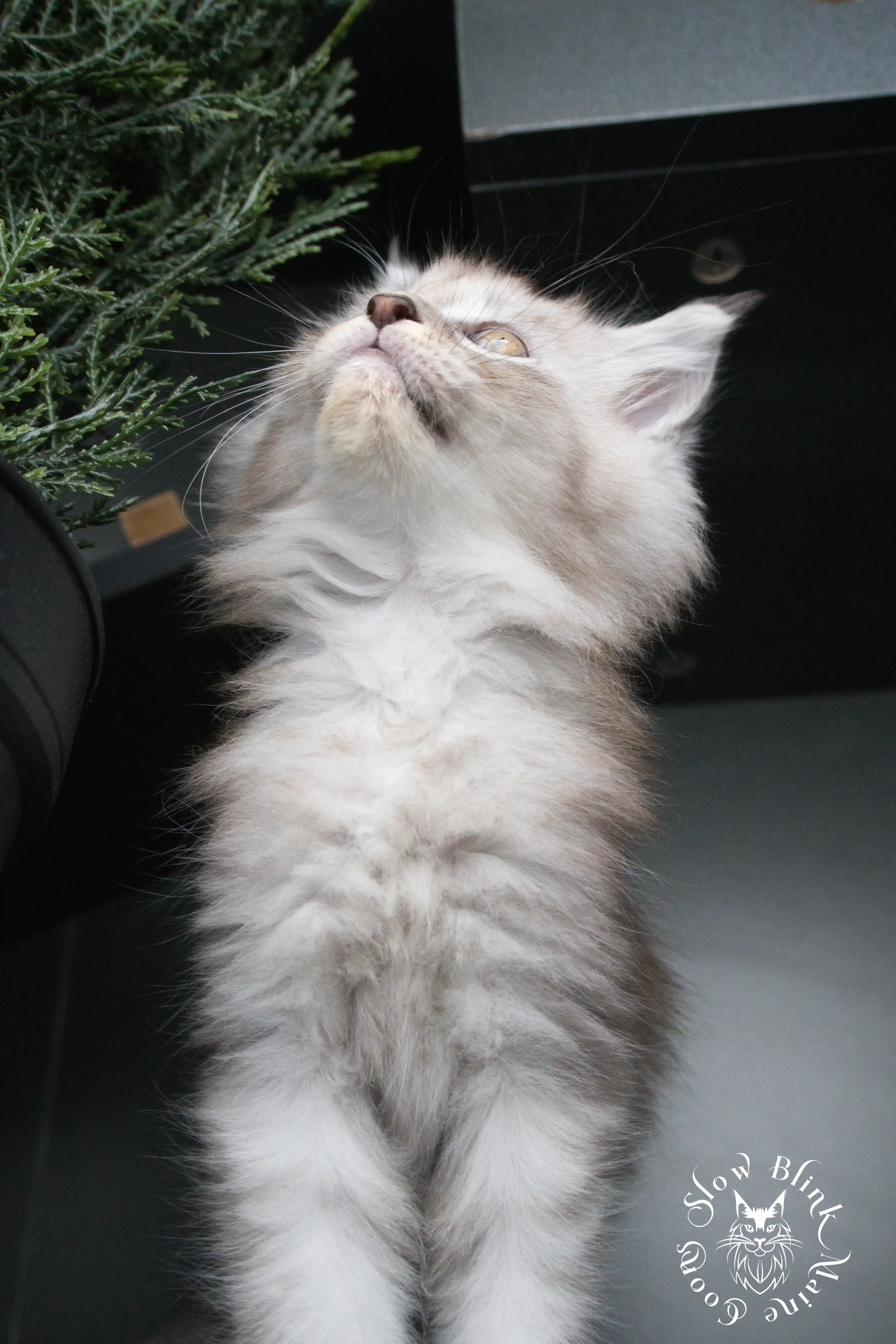 High Silver Maine Coon Kittens > black silver tabby maine coon kitten | ems code ns 22 23 24 25 | slowblinkmainecoons | 386