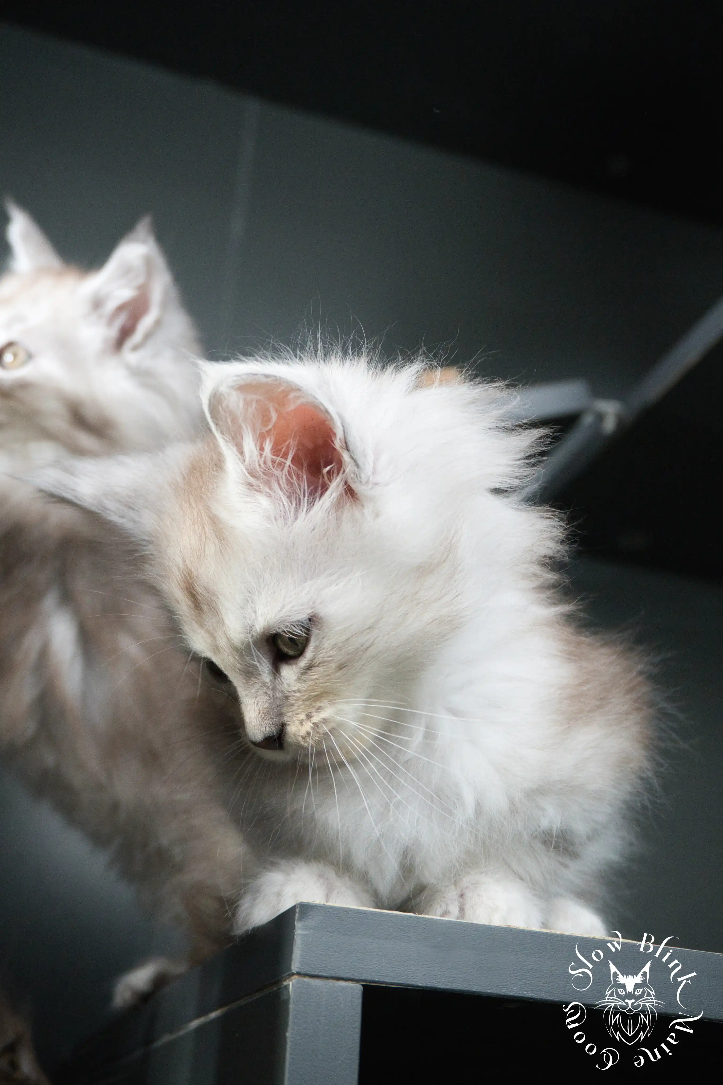 High Silver Maine Coon Kittens > black silver tabby maine coon kitten | ems code ns 22 23 24 25 | slowblinkmainecoons | 453