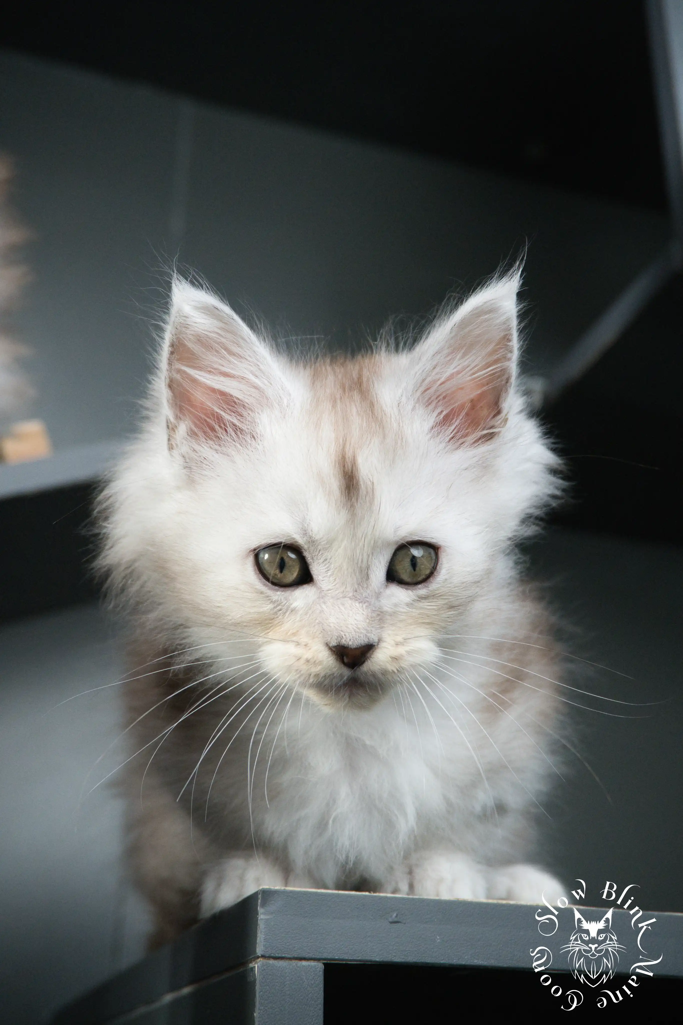High Silver Maine Coon Kittens > black silver tabby maine coon kitten | ems code ns 22 23 24 25 | slowblinkmainecoons | 454
