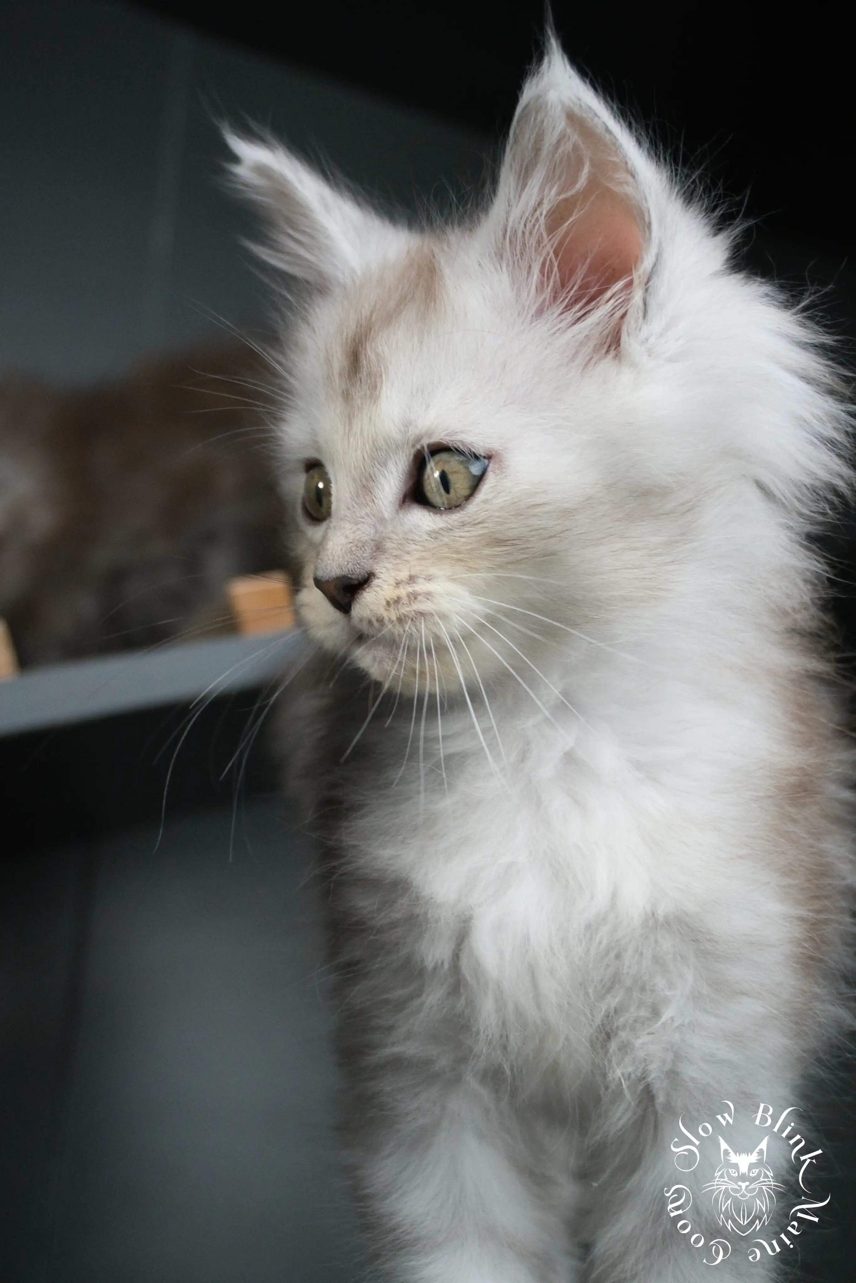 High Silver Maine Coon Kittens > black silver tabby maine coon kitten | ems code ns 22 23 24 25 | slowblinkmainecoons | 455