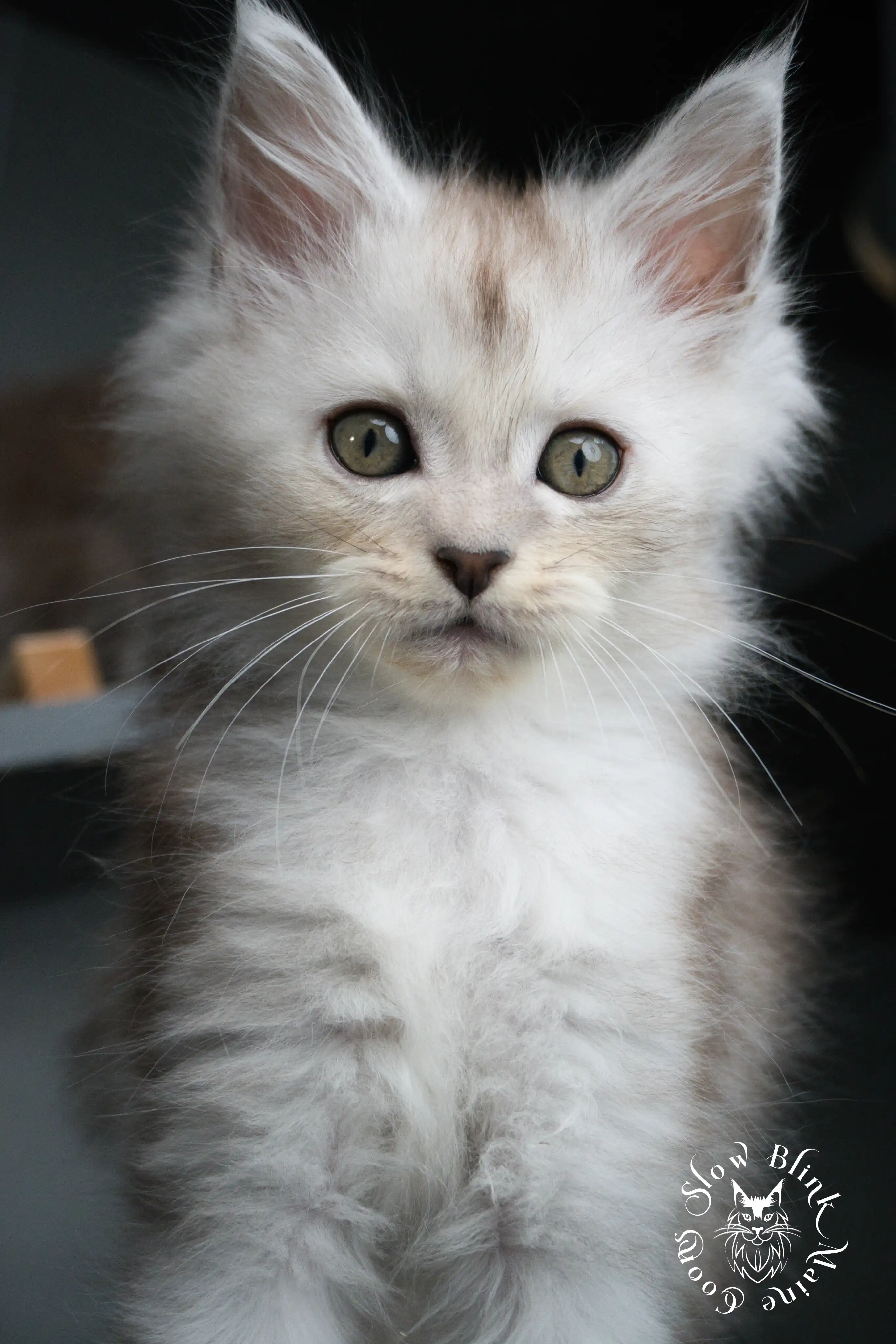 High Silver Maine Coon Kittens > black silver tabby maine coon kitten | ems code ns 22 23 24 25 | slowblinkmainecoons | 458