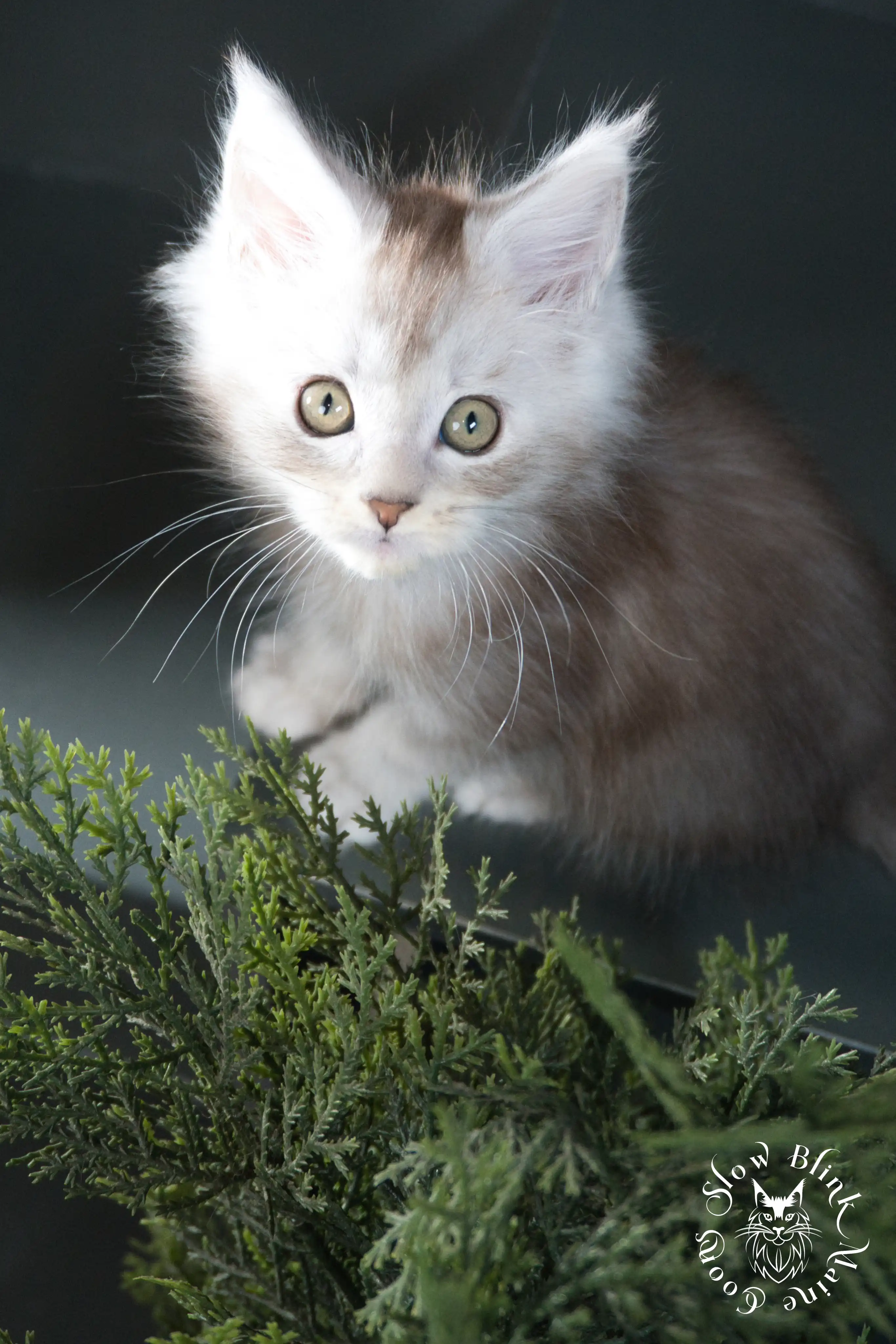 High Silver Maine Coon Kittens > black silver tabby maine coon kitten | ems code ns 22 23 24 25 | slowblinkmainecoons | 460
