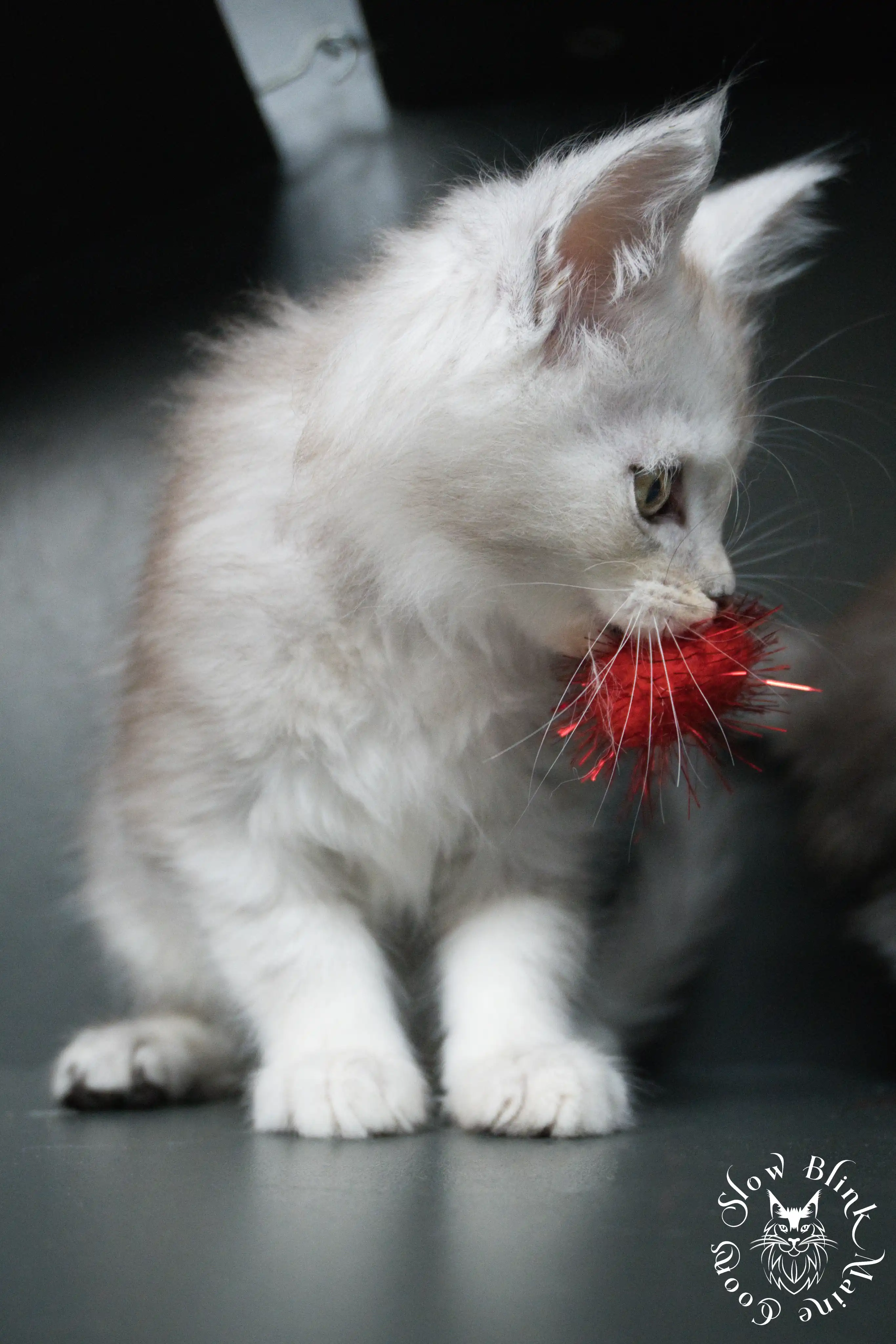 High Silver Maine Coon Kittens > black silver tabby maine coon kitten | ems code ns 22 23 24 25 | slowblinkmainecoons | 495