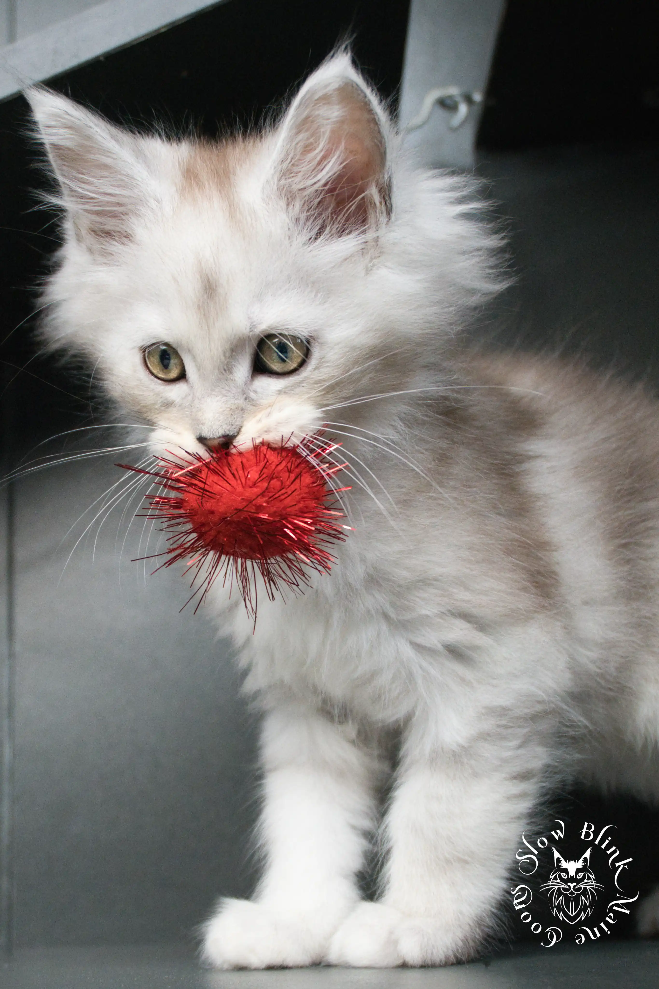 High Silver Maine Coon Kittens > black silver tabby maine coon kitten | ems code ns 22 23 24 25 | slowblinkmainecoons | 498