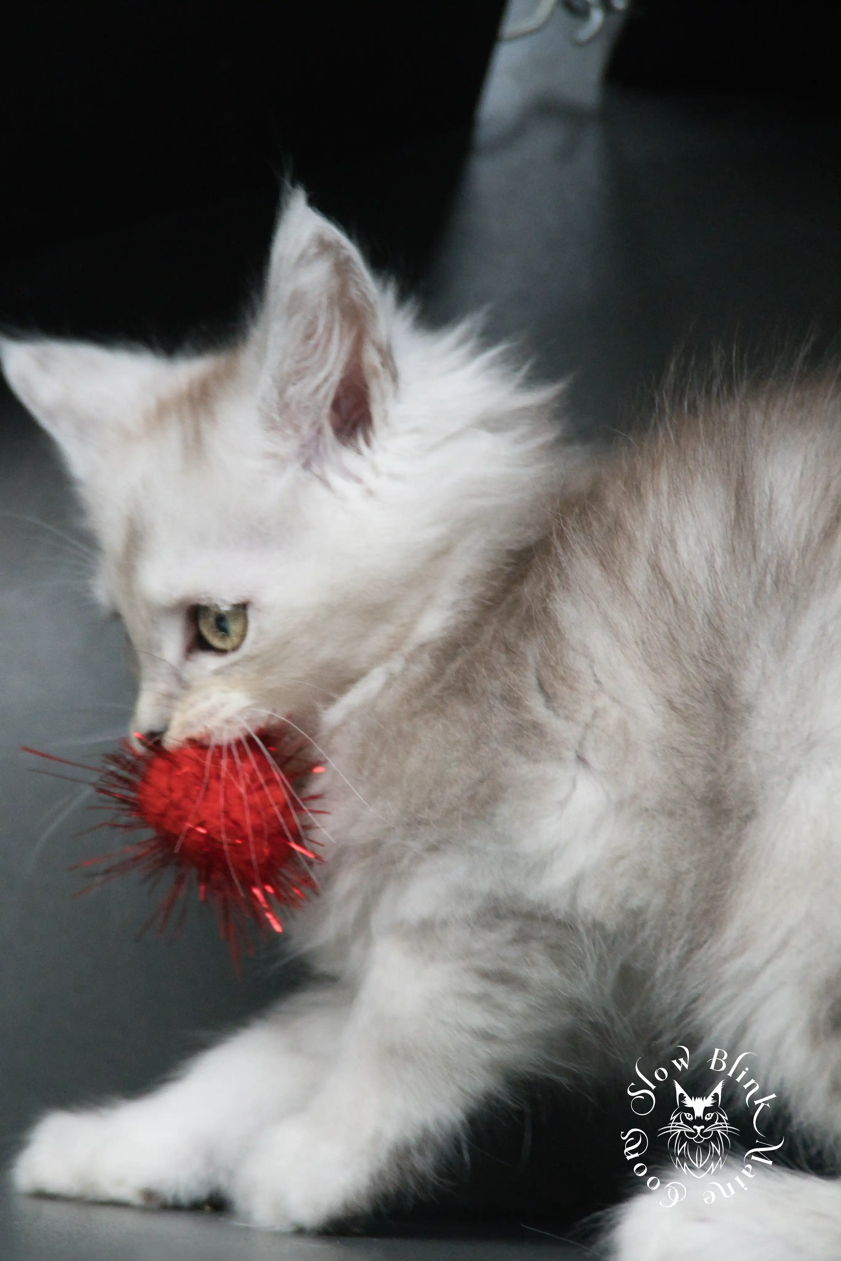 High Silver Maine Coon Kittens > black silver tabby maine coon kitten | ems code ns 22 23 24 25 | slowblinkmainecoons | 499