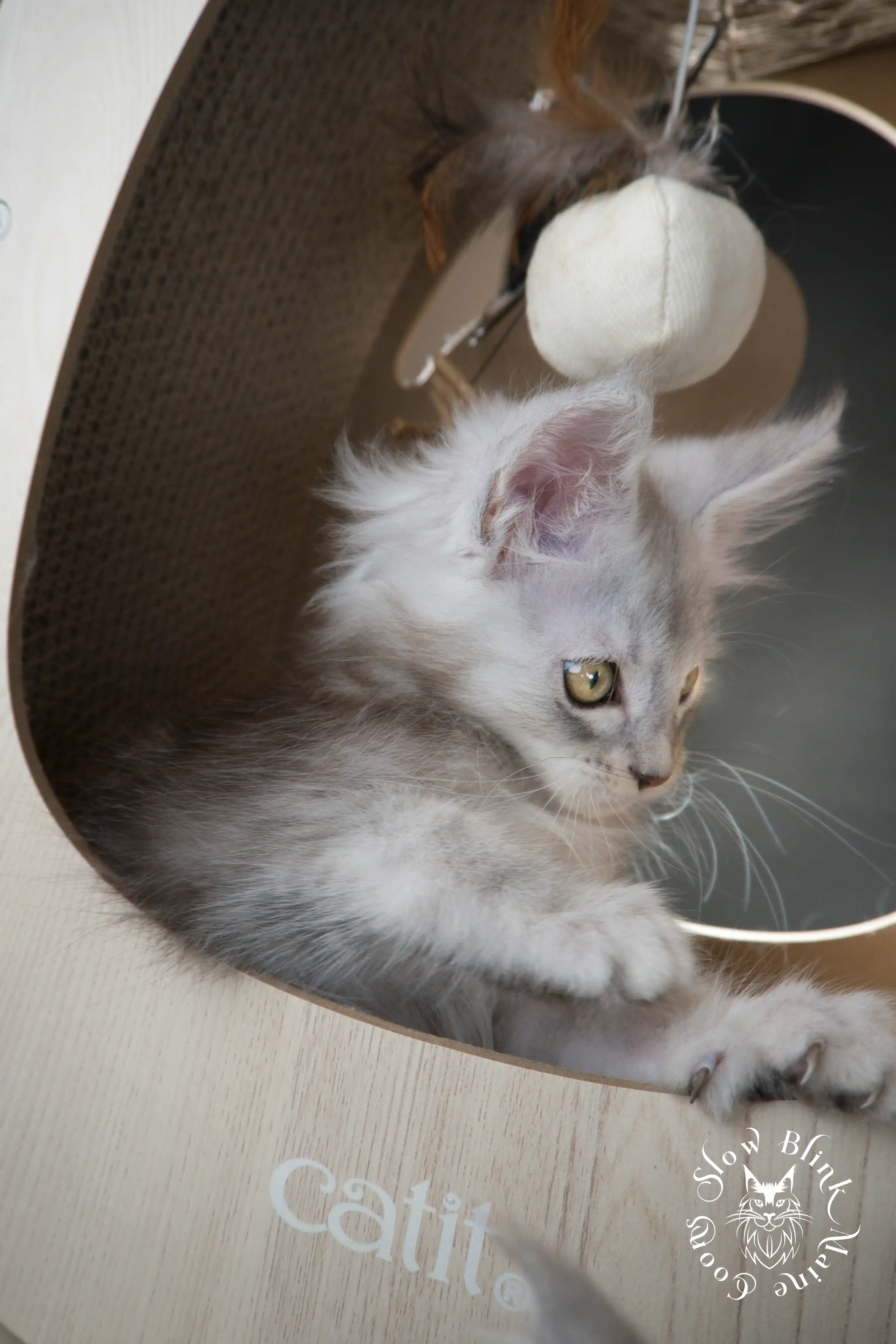 High Silver Maine Coon Kittens > black silver tabby maine coon kitten | ems code ns 22 23 24 25 | slowblinkmainecoons | 582