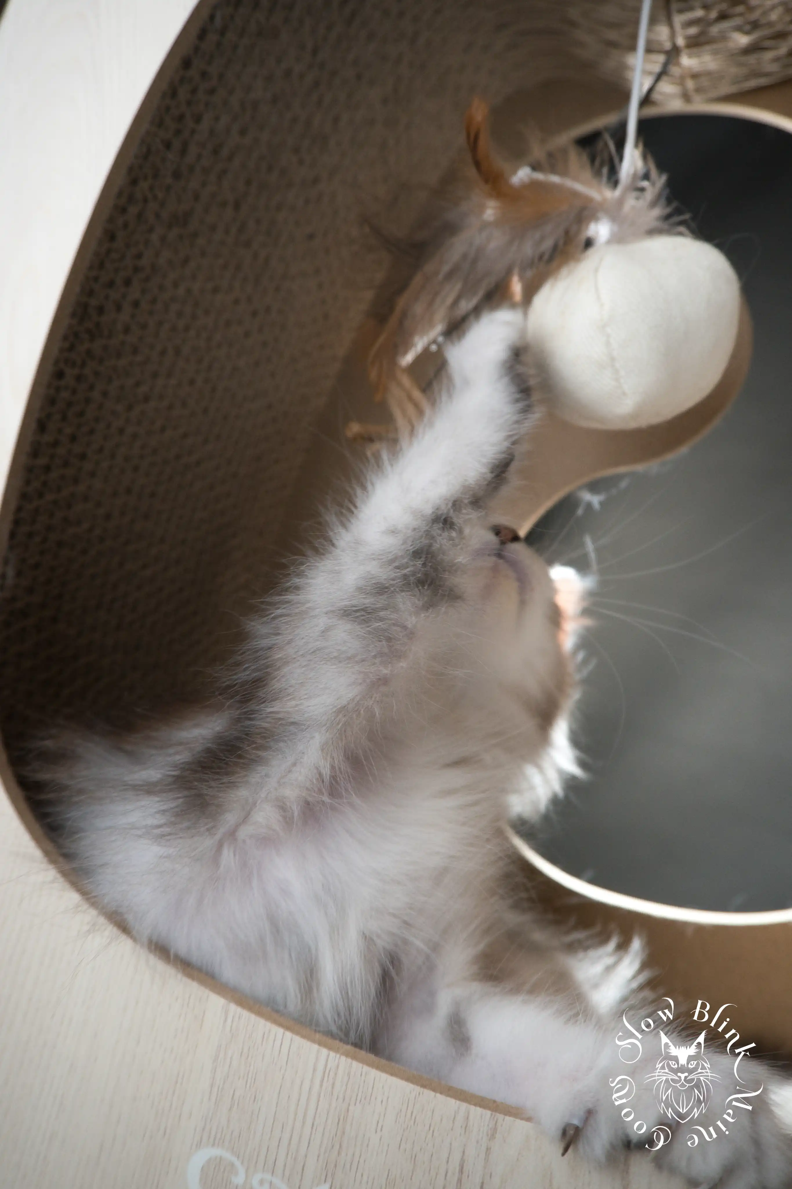 High Silver Maine Coon Kittens > black silver tabby maine coon kitten | ems code ns 22 23 24 25 | slowblinkmainecoons | 583