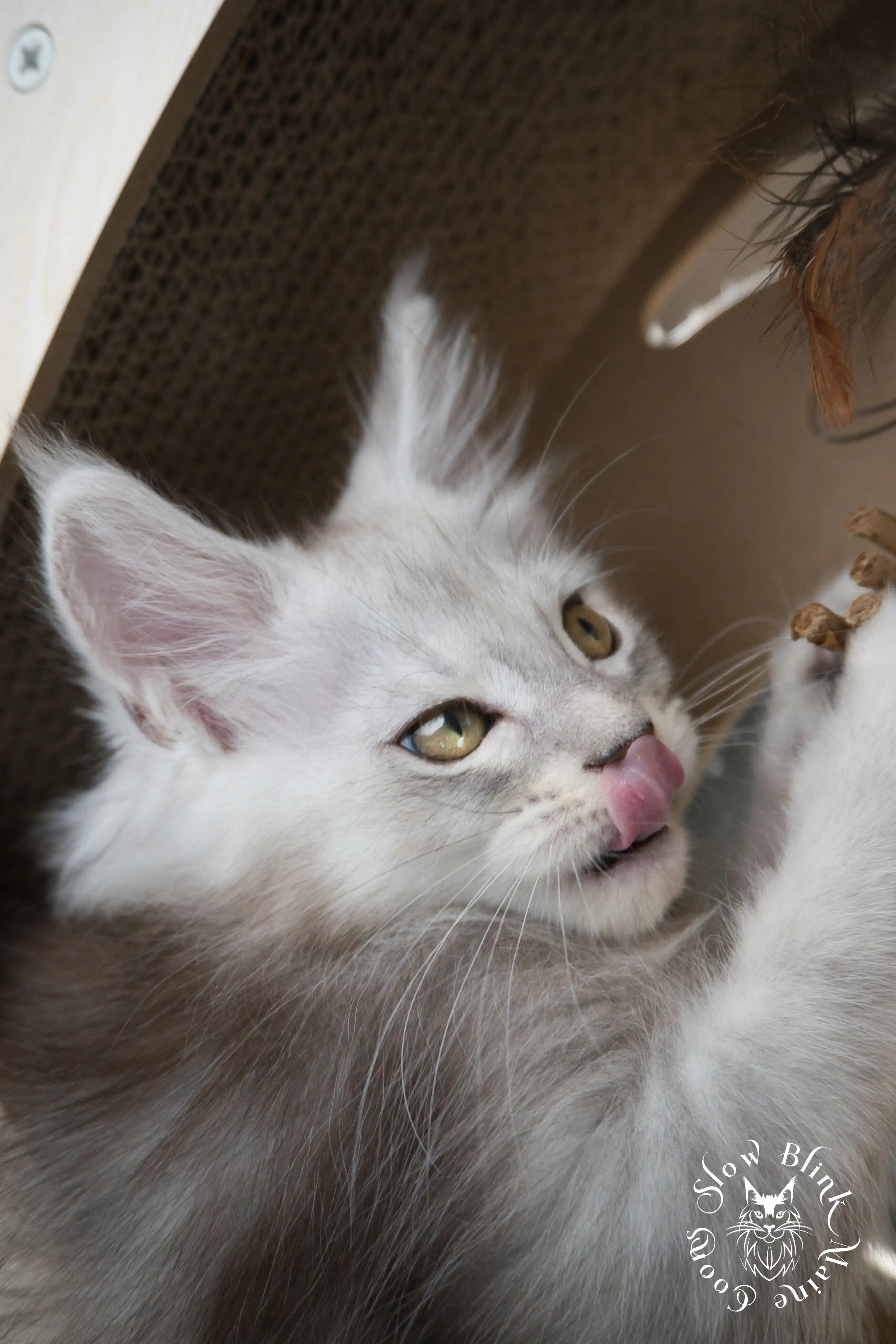 High Silver Maine Coon Kittens > black silver tabby maine coon kitten | ems code ns 22 23 24 25 | slowblinkmainecoons | 584