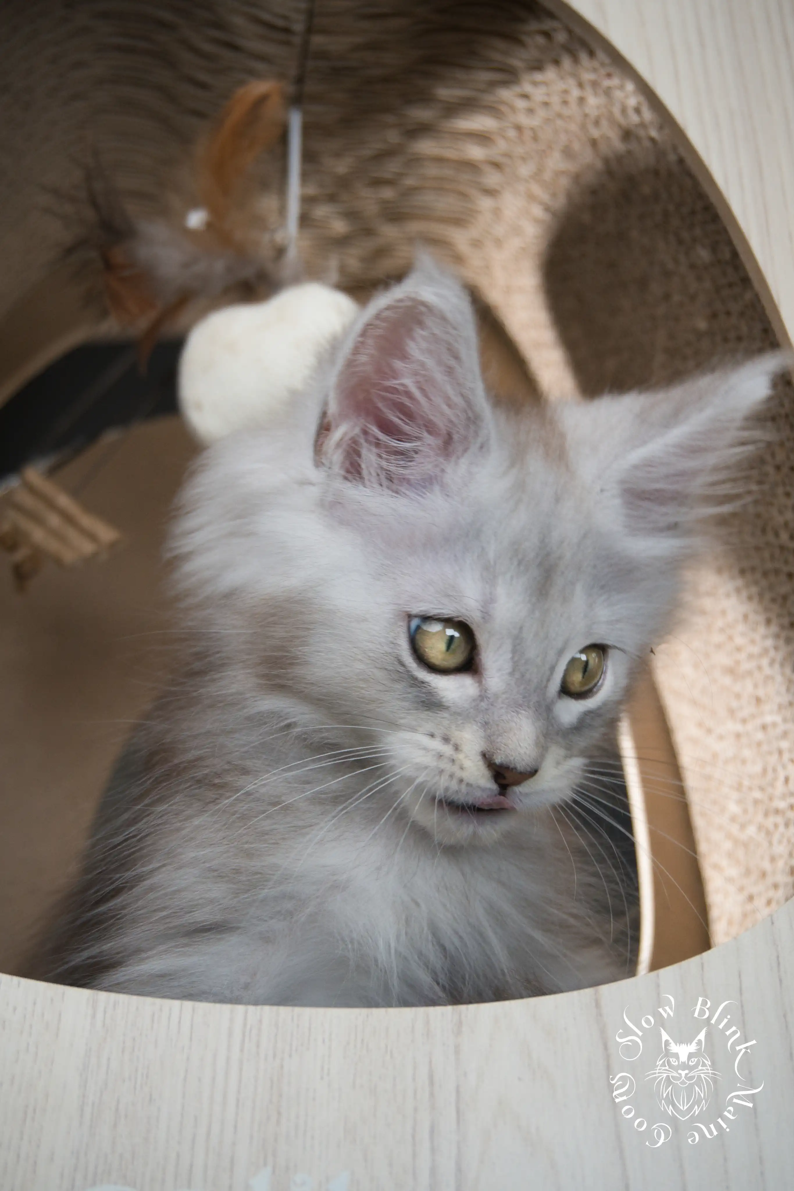 High Silver Maine Coon Kittens > black silver tabby maine coon kitten | ems code ns 22 23 24 25 | slowblinkmainecoons | 586