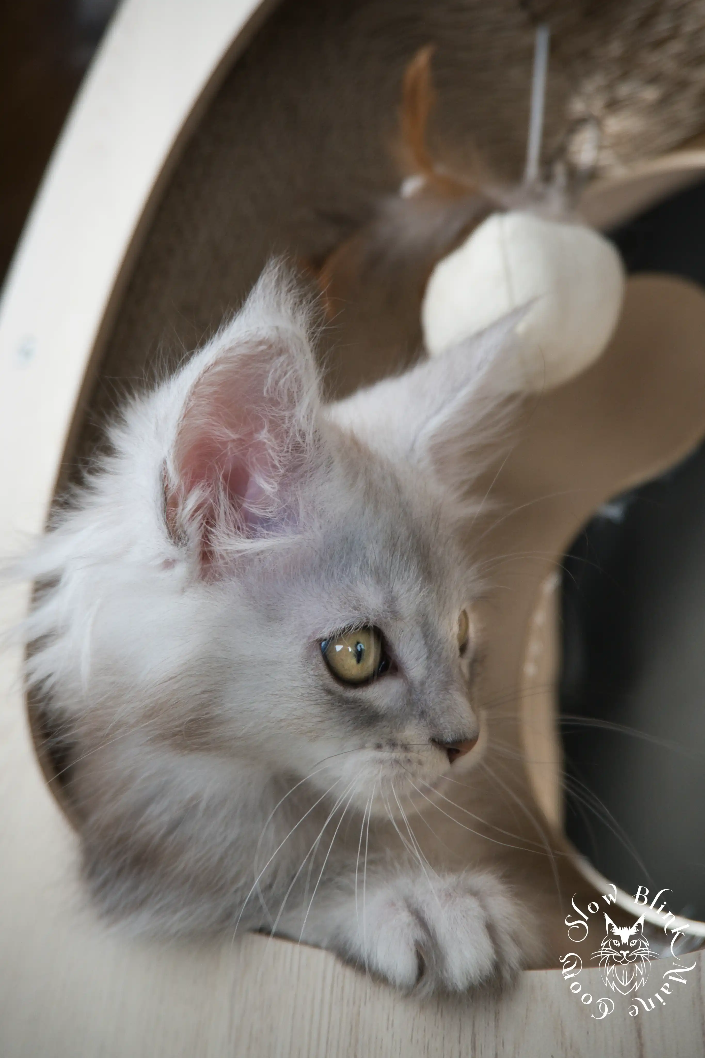 High Silver Maine Coon Kittens > black silver tabby maine coon kitten | ems code ns 22 23 24 25 | slowblinkmainecoons | 587