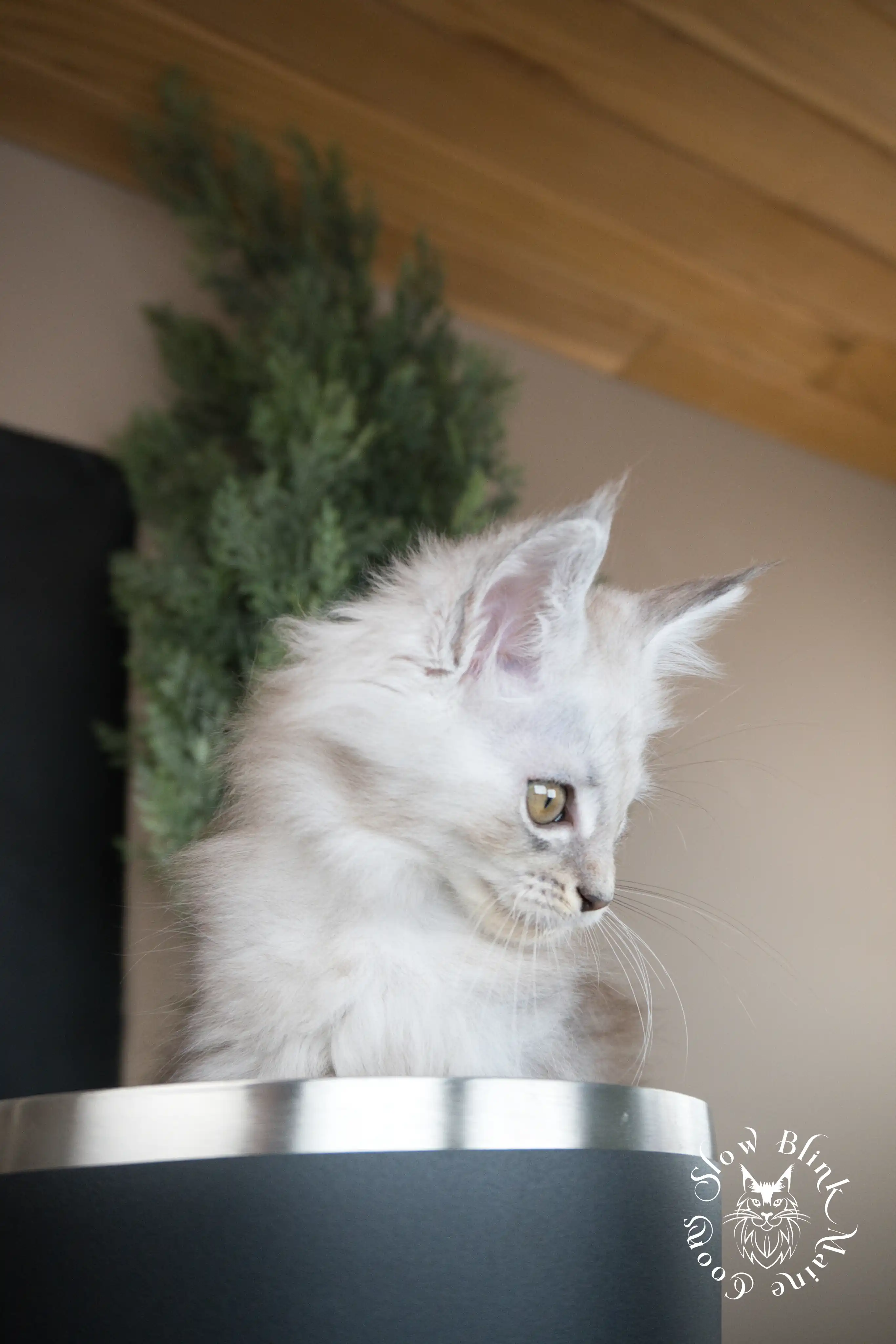 High Silver Maine Coon Kittens > black silver tabby maine coon kitten | ems code ns 22 23 24 25 | slowblinkmainecoons | 602