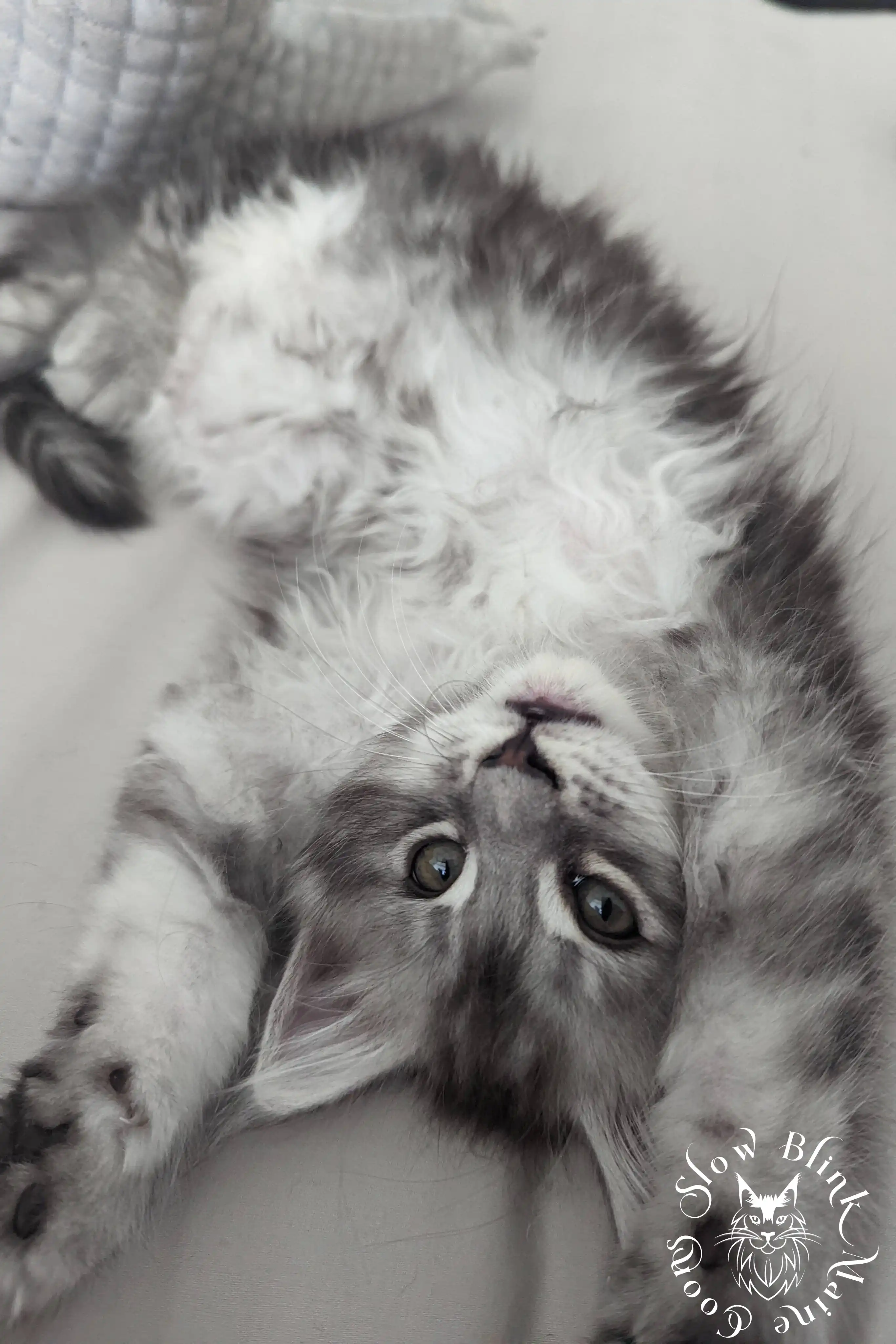 High Silver Maine Coon Kittens > black silver tabby maine coon kitten | ems code ns 22 23 24 25 | slowblinkmainecoons | 999
