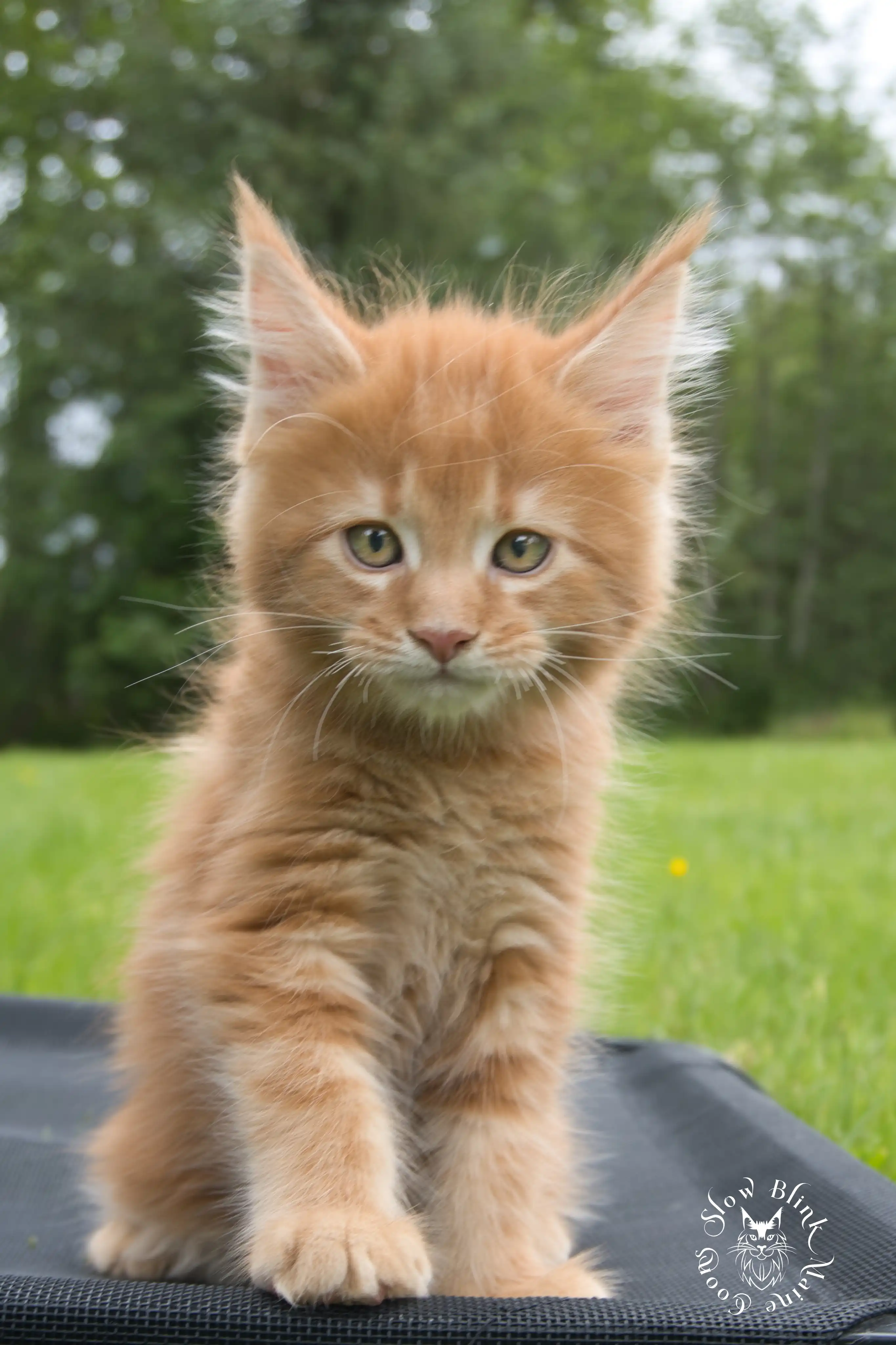 Orange (Red) Maine Coon Kittens > red orange maine coon kitten | slowblinkmainecoons | ems code d ds ds 22 1 13 14