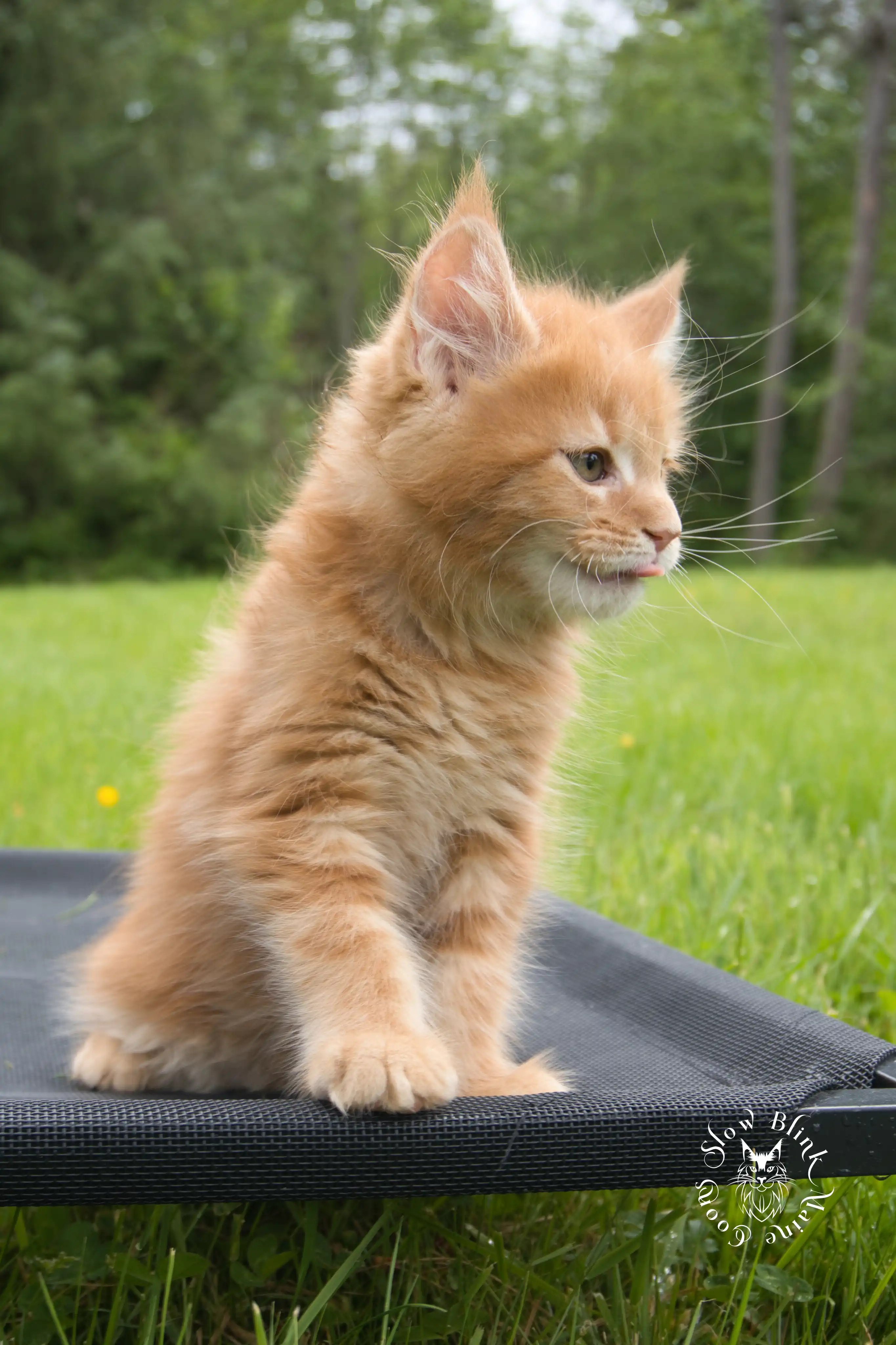 Orange (Red) Maine Coon Kittens > red orange maine coon kitten | slowblinkmainecoons | ems code d ds ds 22 1 16