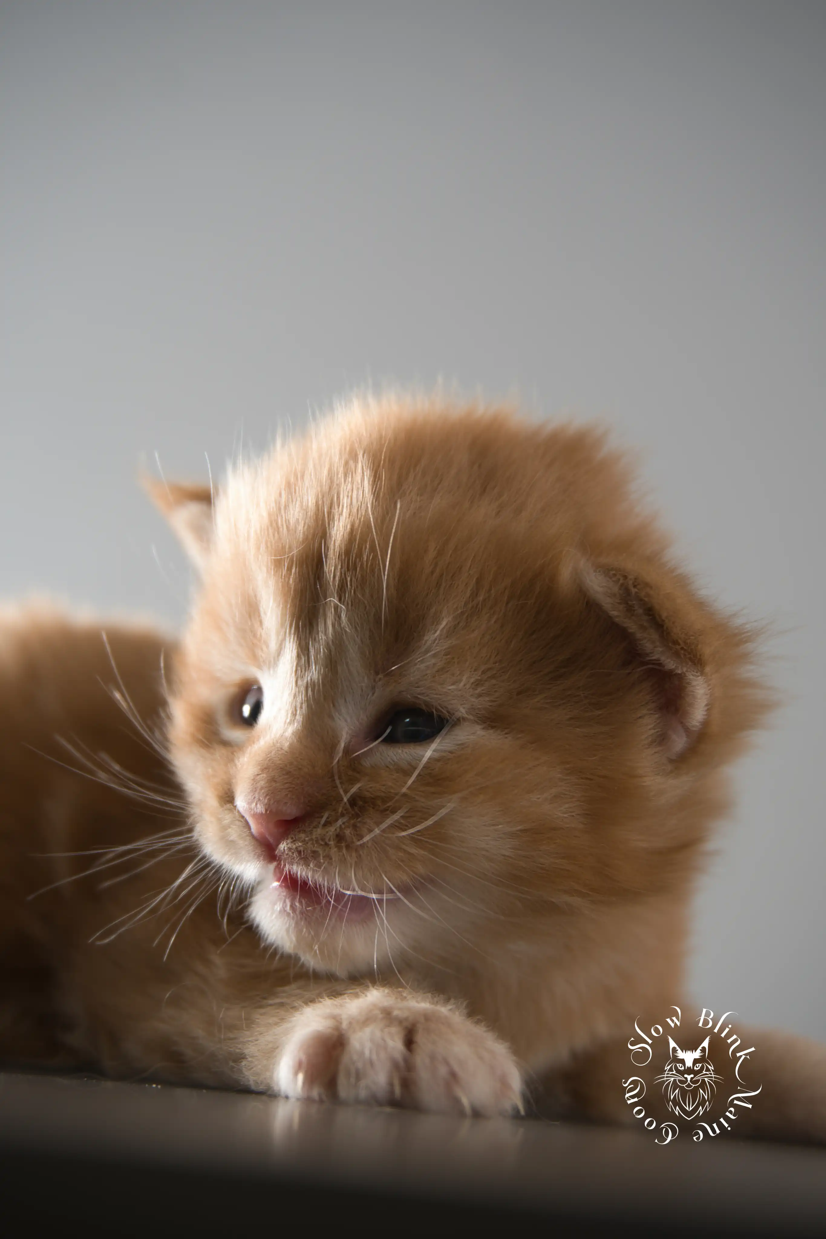 Orange (Red) Maine Coon Kittens > red orange maine coon kitten | slowblinkmainecoons | ems code d ds ds 22 2 1